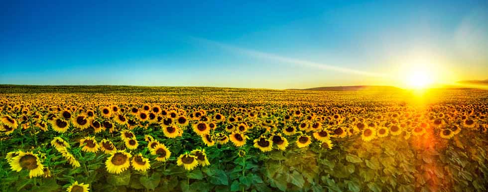 Mesothelioma Awareness Sunflowers Sunrise - What is Mesothilioma?